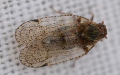 Réf. 326 220 : Cixius sp.
